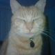 Image for article titled Caturday Night Special: Reader Kitties Are Surly & Sweet